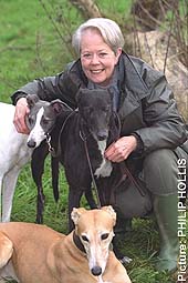 Celia cross best sale greyhound lurcher rescue